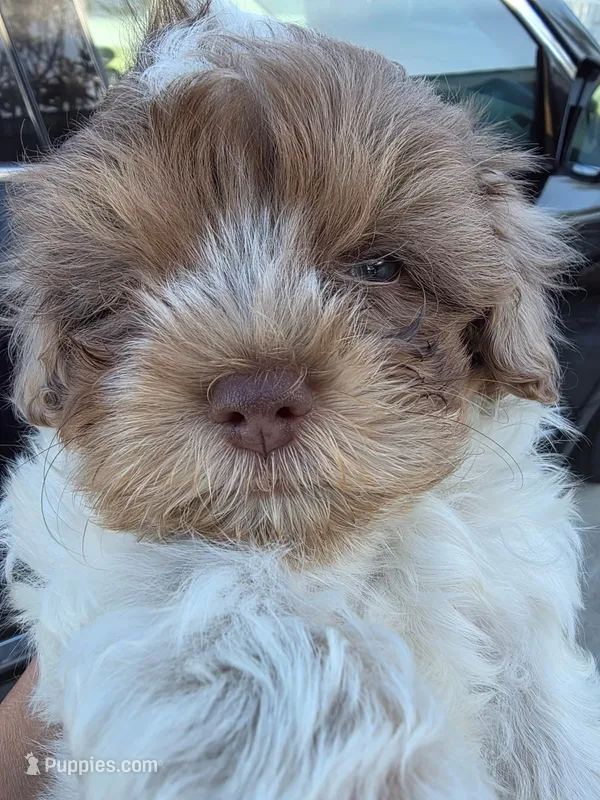Pocky (Merle Teacup Maltipoo) – Maltipoo puppy for sale in Montclair, CA