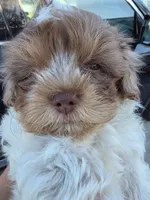 Pocky (Merle Teacup Maltipoo), a male Maltipoo for sale in Montclair, CA – 1 of 7