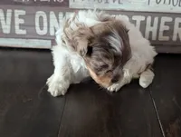 Pocky (Merle Teacup Maltipoo), a male Maltipoo for sale in Montclair, CA – 3 of 7