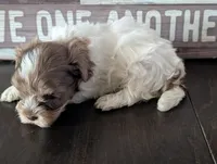 Pocky (Merle Teacup Maltipoo), a male Maltipoo for sale in Montclair, CA – 2 of 7