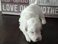 Snowy (Merle Teacup Maltipoo), a male Maltipoo for sale in Montclair, CA – 4 of 9