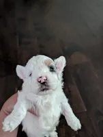 Snowy (Merle Teacup Maltipoo), a male Maltipoo for sale in Montclair, CA – 6 of 9