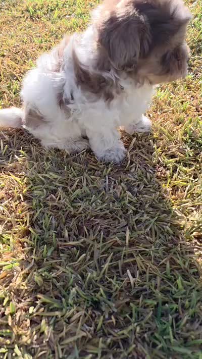 Pocky (Merle Teacup Maltipoo), a male Maltipoo for sale in Montclair, CA – 5 of 7