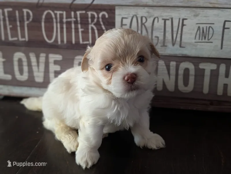 Boba (Merle Teacup Maltipoo) – Maltipoo puppy for sale in Montclair, CA