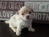 Boba (Merle Teacup Maltipoo), a male Maltipoo for sale in Montclair, CA – 2 of 7