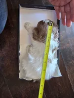 Pocky (Merle Teacup Maltipoo), a male Maltipoo for sale in Montclair, CA – 4 of 7
