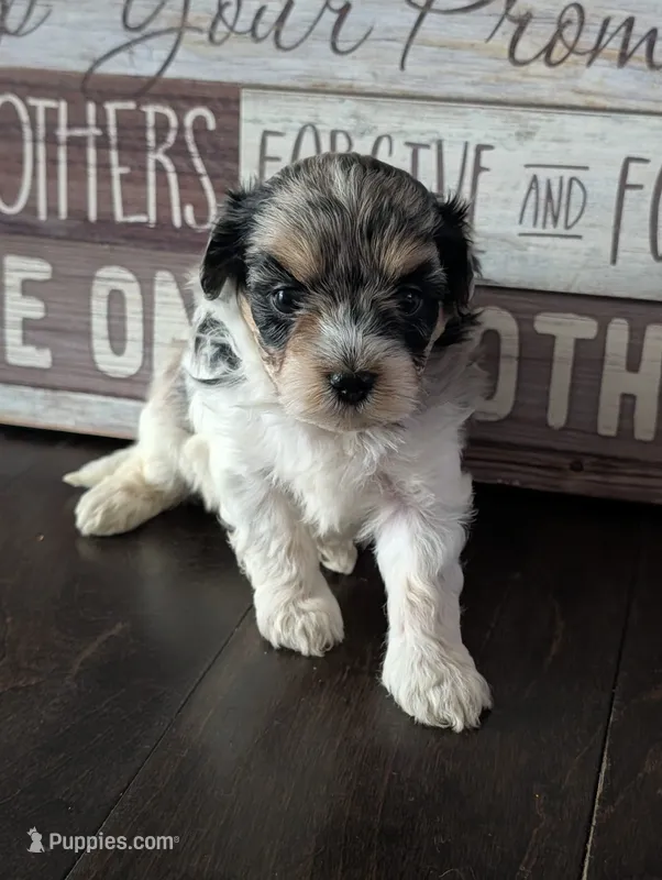 Lola (Merle Teacup Maltipoo) – Maltipoo puppy for sale in Montclair, CA