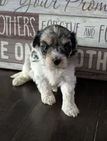 Lola (Merle Teacup Maltipoo), a female Maltipoo for sale in Montclair, CA – 1 of 7