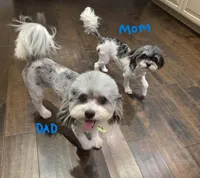Boba (Merle Teacup Maltipoo), a male Maltipoo for sale in Montclair, CA – 5 of 7