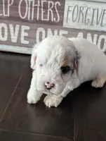 Snowy (Merle Teacup Maltipoo), a male Maltipoo for sale in Montclair, CA – 3 of 9