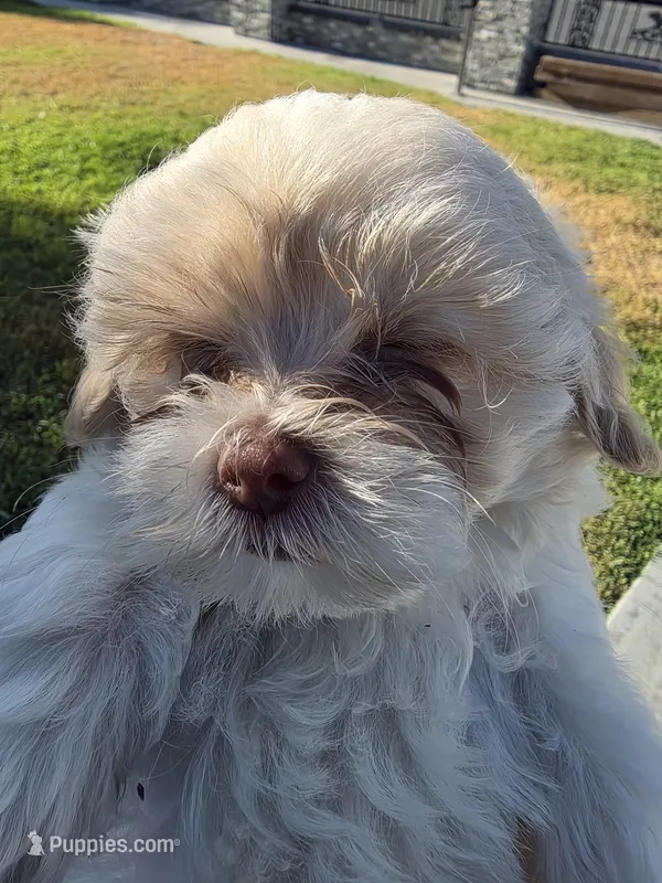 Boba (Merle Teacup Maltipoo) – Maltipoo puppy for sale in Montclair, CA