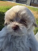 Boba (Merle Teacup Maltipoo), a male Maltipoo for sale in Montclair, CA – 1 of 7