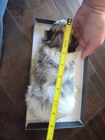 Lola (Merle Teacup Maltipoo), a female Maltipoo for sale in Montclair, CA – 4 of 7