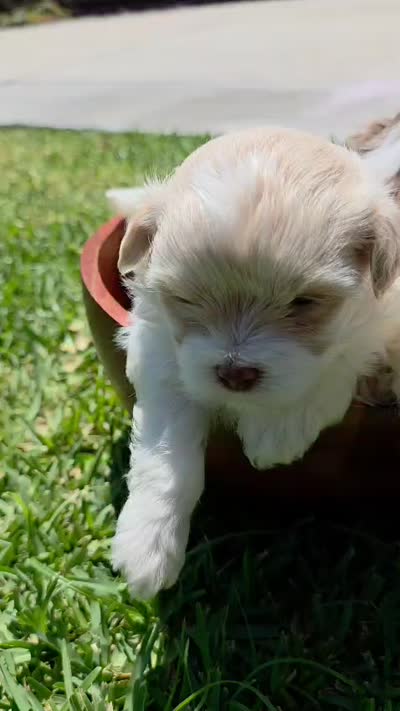 Lola (Merle Teacup Maltipoo), a female Maltipoo for sale in Montclair, CA – 6 of 7