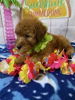 Sam, a male Poodle - Miniature  for sale in Dora, MO – Photo 3 of 4