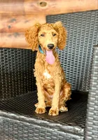 Sam, a male Poodle - Miniature  for sale in Dora, MO – Photo 1 of 4