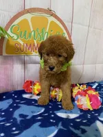 Sam, a male Poodle - Miniature  for sale in Dora, MO – Photo 4 of 4