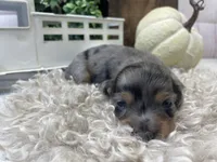 Clair, a female Miniature Dachshund for sale in Dora, MO – Photo 8 of 9