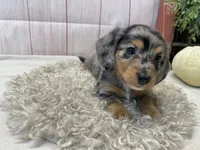 Clair, a female Miniature Dachshund for sale in Dora, MO – Photo 4 of 9