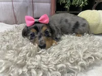 Clair, a female Miniature Dachshund for sale in Dora, MO – Photo 5 of 9