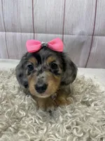 Clair, a female Miniature Dachshund for sale in Dora, MO – Photo 2 of 9