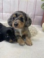 Clair, a female Miniature Dachshund for sale in Dora, MO – Photo 3 of 9