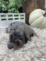 Clair, a female Miniature Dachshund for sale in Dora, MO – Photo 7 of 9