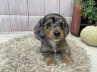 Clair, a female Miniature Dachshund for sale in Dora, MO – Photo 1 of 9