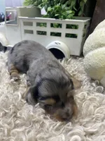 Clair, a female Miniature Dachshund for sale in Dora, MO – Photo 6 of 9