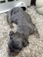 Clair, a female Miniature Dachshund for sale in Dora, MO – Photo 9 of 9