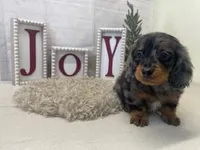 Sheldon, a male Miniature Dachshund for sale in Dora, MO – Photo 5 of 5