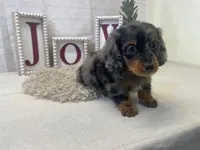 Sheldon, a male Miniature Dachshund for sale in Dora, MO – Photo 2 of 5