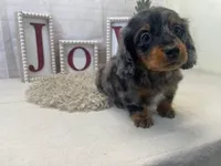 Sheldon, a male Miniature Dachshund for sale in Dora, MO – Photo 1 of 5