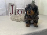 Sheldon, a male Miniature Dachshund for sale in Dora, MO – Photo 3 of 5