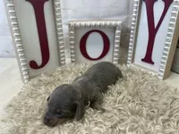 Reed, a male Miniature Dachshund for sale in Dora, MO – Photo 2 of 4