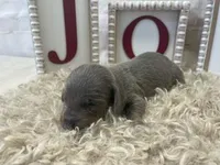 Reed, a male Miniature Dachshund for sale in Dora, MO – Photo 3 of 4