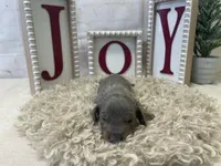 Reed, a male Miniature Dachshund for sale in Dora, MO – Photo 4 of 4