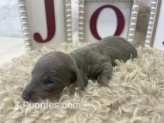 Reed, a male Miniature Dachshund for sale in Dora, MO – Photo 1 of 4