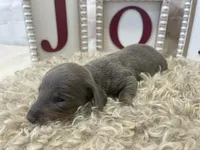 Reed, a male Miniature Dachshund for sale in Dora, MO – Photo 1 of 4