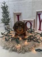Carl, a male Miniature Dachshund for sale in Dora, MO – Photo 3 of 3