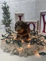 Carl, a male Miniature Dachshund for sale in Dora, MO – Photo 2 of 3