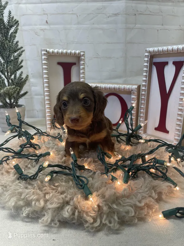 Carl, a male Miniature Dachshund for sale in Dora, MO – Photo 1 of 3