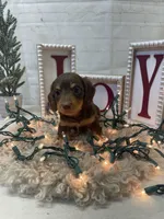 Carl, a male Miniature Dachshund for sale in Dora, MO – Photo 1 of 3