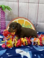 Hank, a male Dachshund for sale in Dora, MO – Photo 3 of 3