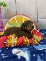 Hank, a male Dachshund for sale in Dora, MO – Photo 1 of 3