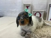 Penny, a female Miniature Dachshund for sale in Dora, MO – Photo 3 of 4