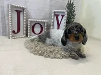 Penny, a female Miniature Dachshund for sale in Dora, MO – Photo 1 of 4