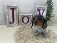 Penny, a female Miniature Dachshund for sale in Dora, MO – Photo 4 of 4