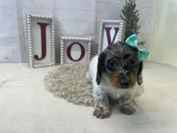 Penny, a female Miniature Dachshund for sale in Dora, MO – Photo 2 of 4