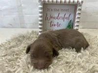 Bailey, a female Dachshund for sale in Dora, MO – Photo 5 of 8